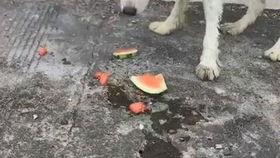 娱乐吃瓜酱中华田园犬,揭秘中华田园犬的趣味生活